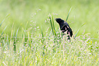 common raven