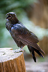 common raven
