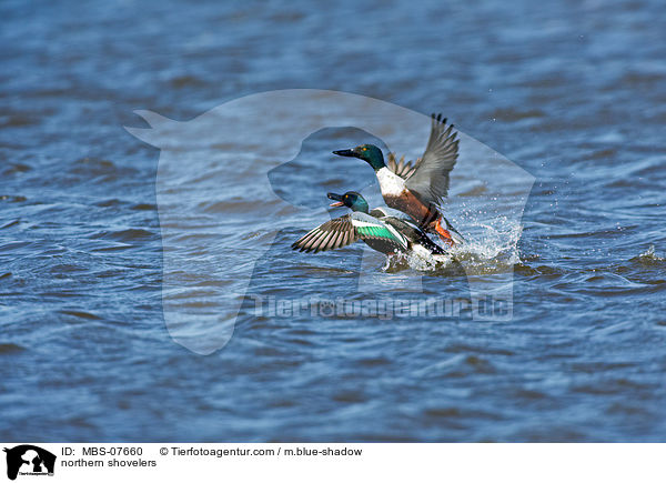 northern shovelers / MBS-07660