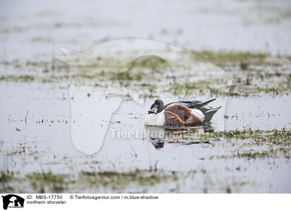 northern shoveler / MBS-17750