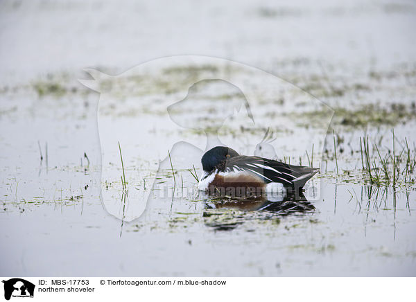 northern shoveler / MBS-17753
