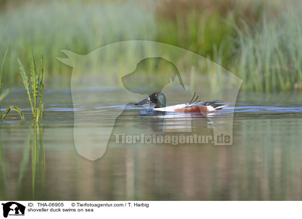shoveller duck swims on sea / THA-06905