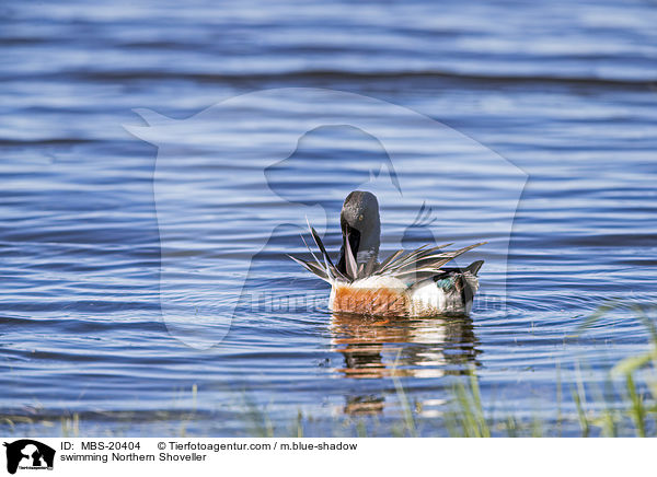 swimming Northern Shoveller / MBS-20404