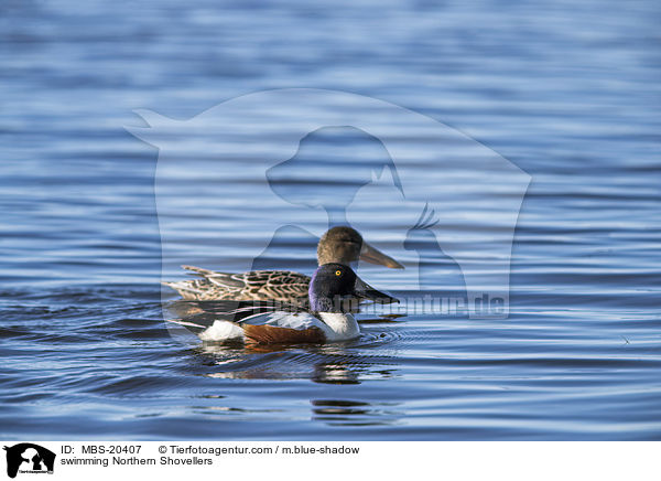 swimming Northern Shovellers / MBS-20407