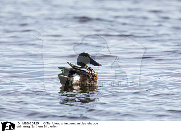schwimmende Lffelente / swimming Northern Shoveller / MBS-20425
