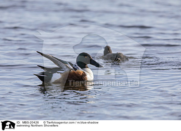 schwimmende Lffelenten / swimming Northern Shovellers / MBS-20426