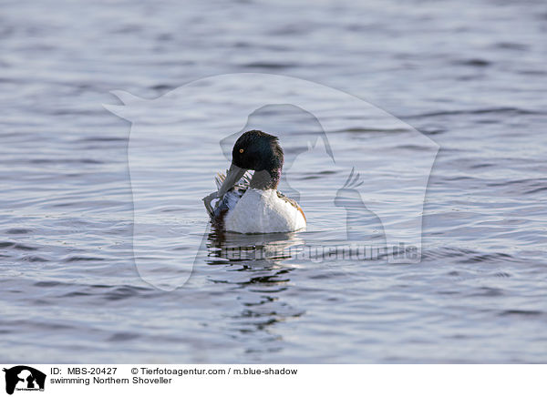schwimmende Lffelente / swimming Northern Shoveller / MBS-20427