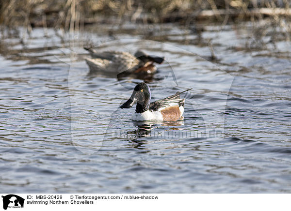 schwimmende Lffelenten / swimming Northern Shovellers / MBS-20429