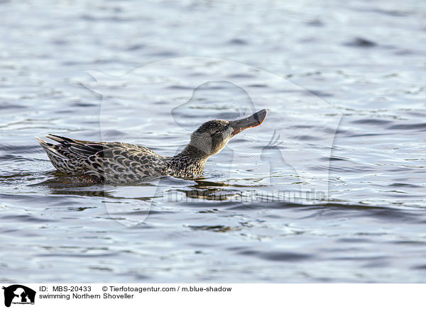 schwimmende Lffelente / swimming Northern Shoveller / MBS-20433