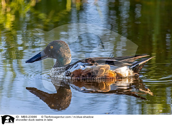 Lffelente schwimmt im See / shoveller duck swims in lake / MBS-23986