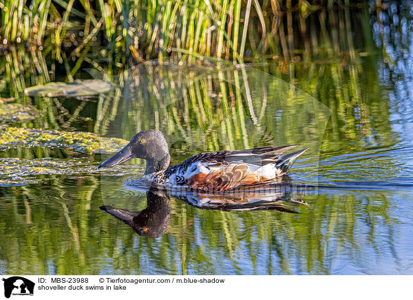 Lffelente schwimmt im See / shoveller duck swims in lake / MBS-23988