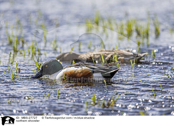 Lffelenten / northern shoveler / MBS-27727