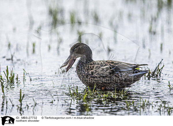 Lffelente / northern shoveler / MBS-27732