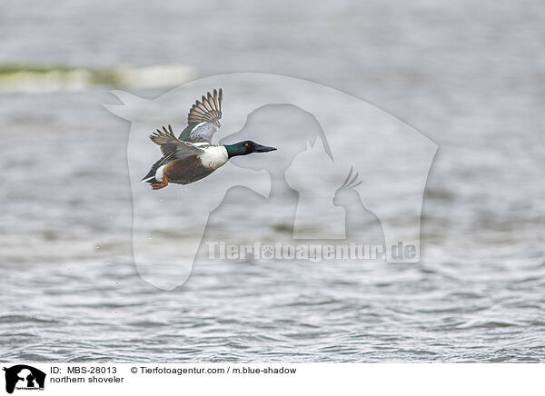 northern shoveler / MBS-28013