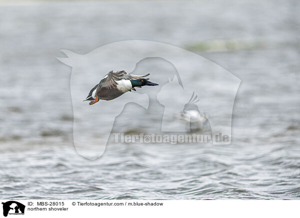 Lffelente / northern shoveler / MBS-28015
