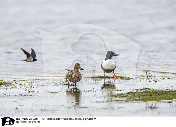 Lffelenten / northern shoveler / MBS-28028