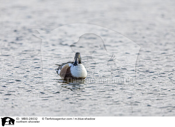 Lffelente / northern shoveler / MBS-28032