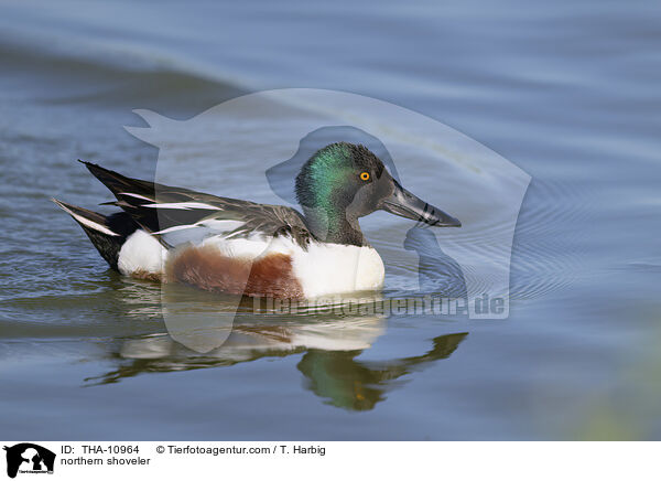 Lffelente / northern shoveler / THA-10964