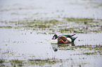 northern shoveler