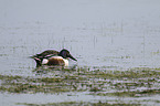 northern shoveler
