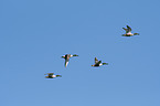flying shoveller ducks