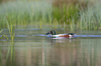 shoveller duck swims on sea