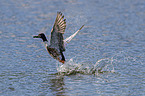 flying Northern Shoveller