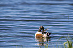 swimming Northern Shoveller