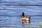 swimming Northern Shoveller