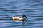 swimming Northern Shoveller