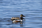 swimming Northern Shovellers