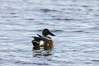 swimming Northern Shoveller