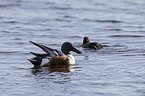 swimming Northern Shovellers