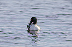 swimming Northern Shoveller