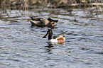 swimming Northern Shovellers