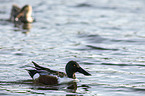 swimming Northern Shovellers