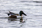 swimming Northern Shoveller