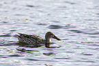 swimming Northern Shoveller