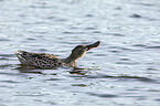 swimming Northern Shoveller