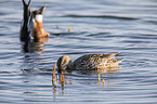 swimming Northern Shovellers