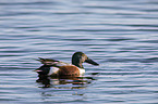 swimming Northern Shoveller