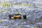 northern shoveler