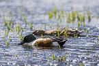 northern shoveler
