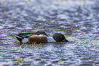 northern shoveler