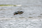 northern shoveler
