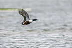 northern shoveler