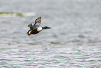 northern shoveler