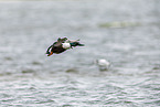 northern shoveler