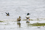 northern shoveler
