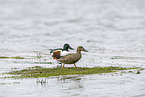 northern shoveler